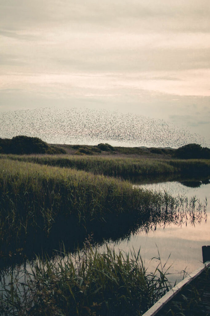 Sort sol set fra bådbroen ved Ringkøbing Fjord